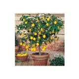 körfezgardens Tüplü Mayer yediveren Limon fidanı 100 cm boy