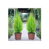 körfezgardens Yıldızlı Ürün 2 Adet Limon Çam Limoni Servi-35-40 Cm Extra Dolgun Ekonomik Paket