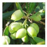 Koroneiki Bodur Zeytin Fidanı (meyve Verme Durumunda)