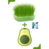KorPet Doğal Kedi Çimi Seti ve Avokado Catnip Kedi Nanesi Oyuncağı Kedi Otu 2si 1 Arada