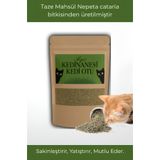 KorPet Doğal Orjinal Kedi Nanesi Catnip Kurutulmuş kedi otu Taze Mahsül 20 gr