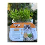 KorPet Kedi Çimi Tüy Yumağı Önleyici Fileli Kedi Çimi Organik