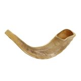 KOSHER KOKUSUZ CİLALI SHOFAR | Hakiki Doğal Koç Boynuzu | Kolay Üfleme için Pürüzsüz Ağızlık | Kadife gibi İpli Çanta ve Shofar Üfleme Kılavuzu (10"-12")