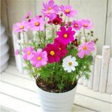 Kosmos Çiçeği tohumu Cosmos Çiçek Tohumu 5 Tohum+Saksı+Toprak+Hed