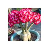 Köy Tohumları 1 Adet Tohum Adenium Obesum Afrika Çöl Gülü Bonsai Ağaç Tohumu Hediye Tohumlu