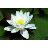Köy Tohumları 1 Adet Tohum Nadir Bulunan Beyaz Lotus Su Çiçeği Tohumu Nilüfer Çiçek Tohumu