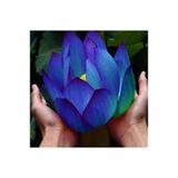 Köy Tohumları 1 Adet Tohum Nadir Bulunan Mavi Lotus Çiçeği Tohumu Lotus Su Çiçeği Tohumu Nilüfer Çi
