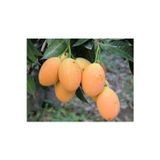Köy Tohumları 1 Adet Tohum Nadir Mini Bebek Mango Tohumu Tropikal Mini Mango Ağacı Tohumu Hediye Tohumlu