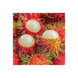 Köy Tohumları 1 Adet Tohum Nadir Rambutan Tropikal Meyve Ağaç Tohumu Rambutan Meyvesi Tohumu Hediye Tohumlu