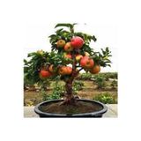 Köy Tohumları 10 Adet Tohum Bodur Bonsai Elma Ağacı Bonzai Tohumu Sürpriz Bonsai Ağaç Tohum