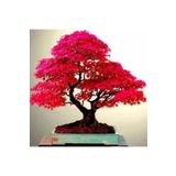 Köy Tohumları 10 Adet Tohum Bodur Bonsai Japon Red Maple Ağacı Bonzai Tohumu Saksı Toprak Hediyemizdir