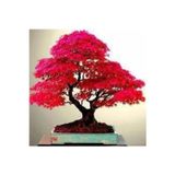 Köy Tohumları 10 Adet Tohum Bodur Bonsai Japon Red Maple Ağacı Bonzai Tohumu Süpriz Hediye Bonsai Ağacı Tohumu