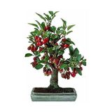 Köy Tohumları 10 Adet Tohum Bodur Bonsai Kiraz Ağacı Bonzai Tohumu Saksı Toprak Hediyemizdir