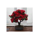 Köy Tohumları 10 Adet Tohum Bodur Bonsai Kırmızı Gül Ağacı Bonzai Tohumu Saksı Toprak Hediyemizdir