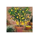 Köy Tohumları 10 Adet Tohum Bodur Bonsai Limon Ağacı Tohumu Italyan Limon Seti Saksı Toprak Sürpriz Hediye Tohum