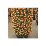 Köy Tohumları 10 Adet Tohum Bodur Bonsai Mandalina Bonzai Ağacı Tohum Süpriz Hediye Bonsai Ağacı Tohum