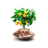 Köy Tohumları 10 Adet Tohum Bodur Bonsai Washington Portakal Ağaç Tohumu Bonsai Toprakal Ağacı Saksı Toprak Hediye