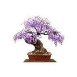 Köy Tohumları 10 Adet Tohum Bodur Jakaranda Bonsai Ağacı Tohumu Saksı Toprak Süpriz Hediye Bonsai Ağacı Tohumu