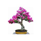 Köy Tohumları 10 Adet Tohum Bodur Pembe Erguvan Bonzai Ağac Ekim Seti Saksı Toprak Süpriz Hediye Bonsai Tohumu