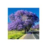 Köy Tohumları 10 Adet Tohum Jakaranda Dev Jakaranda Ağacı Tohumu Sürpriz Hediye Bonsai Ağacı Tohumu