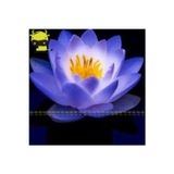 Köy Tohumları 10 Adet Tohum Mavi Renkli Açan Kutsal Lotus Çiçeği Tohumu Mavi Lotus Çiçeği Nilfer Su Çiçeği Tohumu