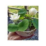 Köy Tohumları 10 Adet Tohum Nadir Beyaz Kutsal Kase Lotus Çiçek Çiçeği Tohumu Hediye Tohumludur