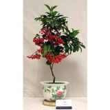 Köy Tohumları 10 Adet Tohum Nadir Bulunan Bonsai Kahve Ağacı Tohumu Kahve Tohumu Hediye Tohumludur