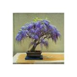 Köy Tohumları 10 Adet Tohum Nadir Jakaranda Ağaç Bonsai Tohumu Hediye Tohumludur