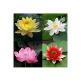 Köy Tohumları 10 Adet Tohum Nadir Karışık Lotus Çiçeği Tohumu Kutsal Nilüfer Çiçek Tohum Sürpriz Hediye Tohum