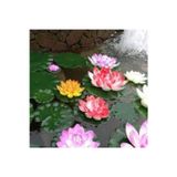 Köy Tohumları 10 Adet Tohum Nadir Karışık Renkli Lotus Nilüfer Su Çiçeği Tohumu Organik Su Çiçeği Tohumu