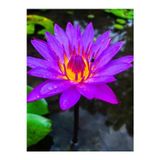 Köy Tohumları 10 Adet Tohum Nadir Mor Lotus Çiçeği Tohumu Tropikal Ithal Mor Lotus Çiçeği Tohumu Kalite