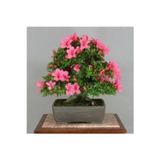 Köy Tohumları 10 Adet Tohum Nadir Orkide Ağaç Bonsai Ağaç Tohumu Saksı Toprak Hediyemizdir