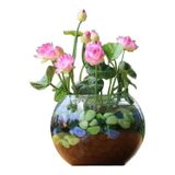 Köy Tohumları 10 Adet Tohum Nadir Pembe Hint Nilüfer Lotusa Lotus Çiçeği Tohumu Organik Mis Kokulu Çiçek