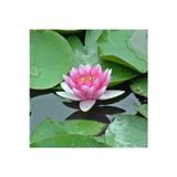Köy Tohumları 10 Adet Tohum Nadir Pembe Lotus Su Çiçeği Tohumu Organik Nilüfer Su Çiçeği Tohumu Kutsal Çiçek