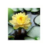 Köy Tohumları 10 Adet Tohum Nadir Sarı Kase Lotus Çiçeği Tohumu İthal Çiçek Sarı Kase Lotusu Nilüfer Çiçek Tohumu