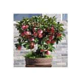 Köy Tohumları 10 Adet Tohum Organik Hobi Bahçe Elma Bonsai Ağaç Tohumu Saksı Topraklı