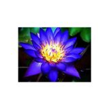Köy Tohumları 10 Adet Tohum Organik Mavi Nilüfer Çiçek Tohumu Lotus Japon Dev Çiçek Tohumu Hediye Tohumlu