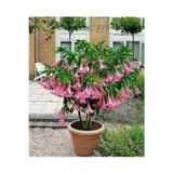 Köy Tohumları 10 Adet Tohum Pembe Angel Trumpet Çiçeği Meleklerin Borazanı Çiçeği Tohumu Saksı Toprak Kediye