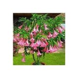 Köy Tohumları 10 Adet Tohum Pembe Angel Trumpet Çiçeği Meleklerin Borazanı Çiçeği Tohumu
