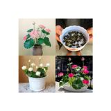 Köy Tohumları 10 Adet Tohum Pembe Kutjal Lotus Japon Su Zambağı Nilüfer Çiçek Tohumu Taze Hasat Sınırlı Stok
