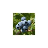 Köy Tohumları 10 Adet Tohum Yaban Mersini Tohumu Blueberry Tohumu Süpriz Hediye Tohumu - 15 Adet