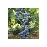 Köy Tohumları 10 Adet Tohum Yaban Mersini Tohumu Blueberry Tohumu Sürpriz Hediye Tohumu