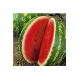 Köy Tohumları 100 Adet Tohum Eko Paket Meşhur Crimson Sweet Karpuzu Tohumu Karpuz Tohumu Spriz Hediye Tohumlu