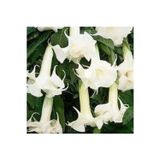 Köy Tohumları 15 Adet Tohum Angel Trumpet Çiçeği Tohum Melek Borazanı Çiçeği Tohumu Hediye Tohumlu