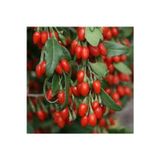 Köy Tohumları 15 Adet Tohum Goji Berry Tohumu Kurt Üzümü Tohumu Goji Berry Saksı Toprak Sürpriz Heidyeli