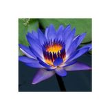 Köy Tohumları 15 Adet Tohum Mavi Lotus Çiçeği Tohumu Japon Nilüfer Çiçek Tohumu Kutsal Asya Su Çiçeği Tohumu