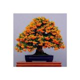 Köy Tohumları 15 Adet Tohum Nadir Ateş Dikeni Bonsai Ağaç Tohumu Ateş Diken Tohum Saksı Toprak Hediyemizdir