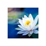 Köy Tohumları 15 Adet Tohum Nadir Beyaz Lotus Dev Çiçek Tohumu Su Zambağı Nilüfer Kutsal Japon Çiçeği Tohumu