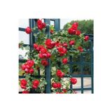 Köy Tohumları 15 Adet Tohum Nadir Bulunan Kırmızı Sarmaşık Gül Aşısız Doğal Gül Tohumu Saksı Toprak