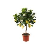 Köy Tohumları 15 Adet Tohum Organik Hobi Bahçe Balkon Limon Bonsai Ağaç Tohum Ata Tohum